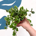 Hoya heuschkeliana (outer variegated) - Sprouts of Bristol