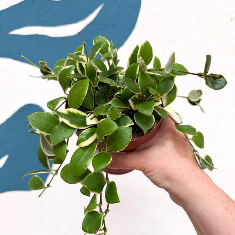Hoya heuschkeliana (outer variegated) - Sprouts of Bristol
