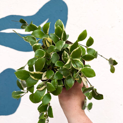 Hoya heuschkeliana (outer variegated) - Sprouts of Bristol