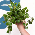 Hoya heuschkeliana (outer variegated) - Sprouts of Bristol