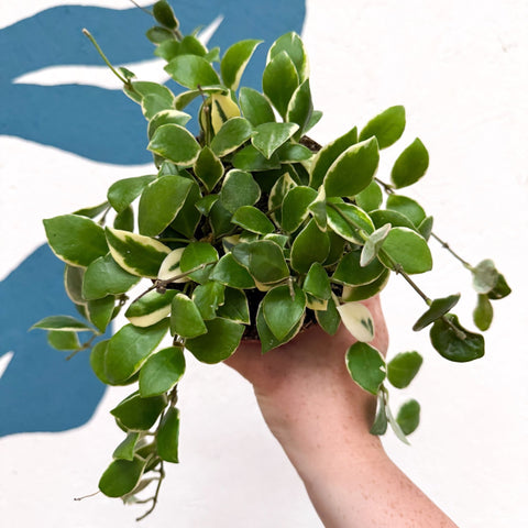Hoya heuschkeliana (outer variegated) - Sprouts of Bristol