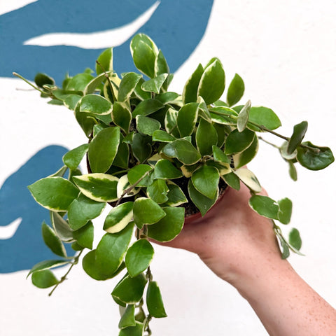 Hoya heuschkeliana (outer variegated) - Sprouts of Bristol