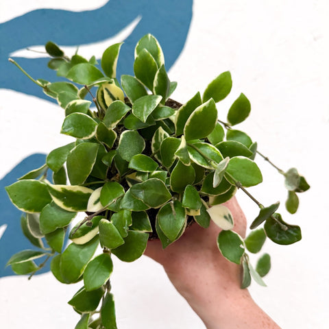 Hoya heuschkeliana (outer variegated) - Sprouts of Bristol