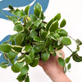 Hoya heuschkeliana (outer variegated) - Sprouts of Bristol