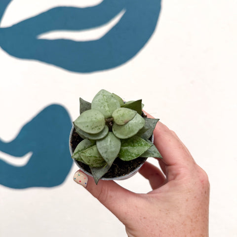 Hoya krohniana 'Eskimo' - Sprouts of Bristol