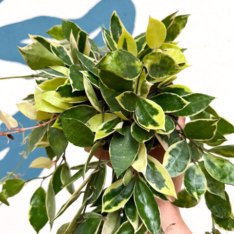 Hoya lacunosa ‘Asami’ - Sprouts of Bristol