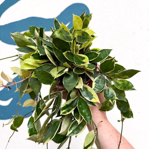 Hoya lacunosa ‘Asami’ - Sprouts of Bristol