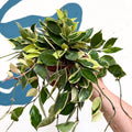 Hoya lacunosa ‘Asami’ - Sprouts of Bristol