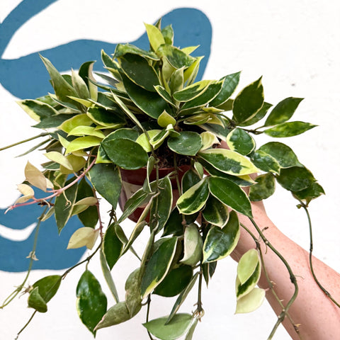 Hoya lacunosa ‘Asami’ - Sprouts of Bristol