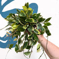 Hoya lacunosa ‘Asami’ - Sprouts of Bristol