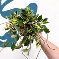 Hoya lacunosa ‘Asami’ - Sprouts of Bristol