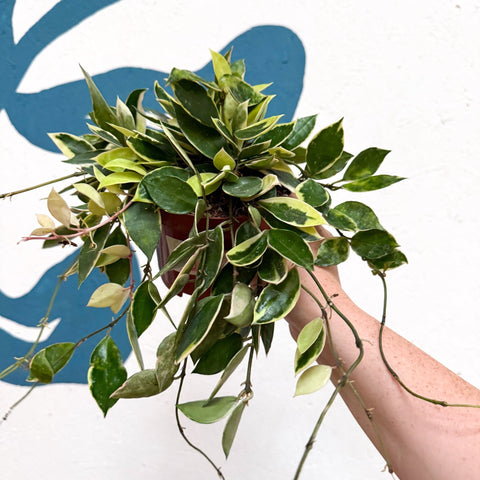 Hoya lacunosa ‘Asami’ - Sprouts of Bristol