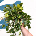 Hoya lacunosa ‘Asami’ - Sprouts of Bristol