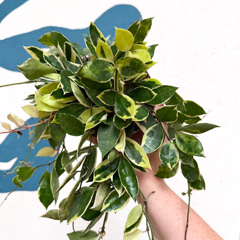 Hoya lacunosa ‘Asami’ - Sprouts of Bristol
