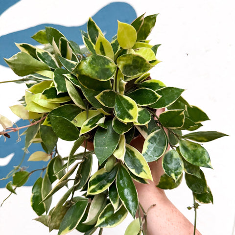 Hoya lacunosa ‘Asami’ - Sprouts of Bristol