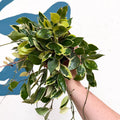 Hoya lacunosa ‘Asami’ - Sprouts of Bristol