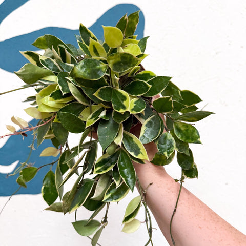 Hoya lacunosa ‘Asami’ - Sprouts of Bristol