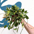 Hoya lacunosa ‘Asami’ - Sprouts of Bristol