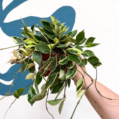 Hoya lacunosa ‘Asami’ - Sprouts of Bristol