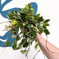 Hoya lacunosa ‘Asami’ - Sprouts of Bristol