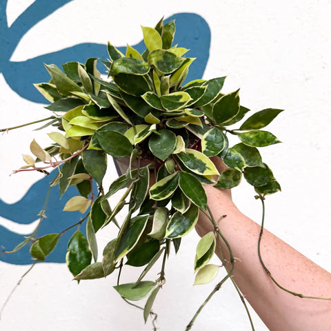 Hoya lacunosa ‘Asami’ - Sprouts of Bristol