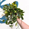 Hoya lacunosa ‘Asami’ - Sprouts of Bristol