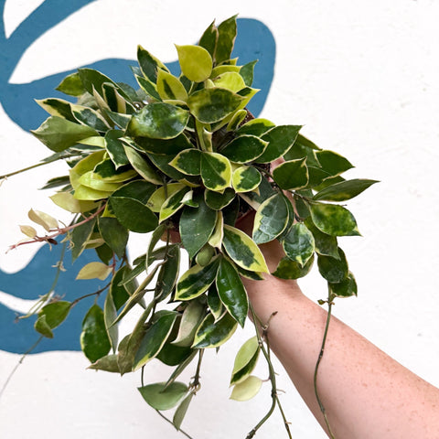 Hoya lacunosa ‘Asami’ - Sprouts of Bristol