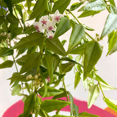 Hoya lanceolata bella - Sprouts of Bristol