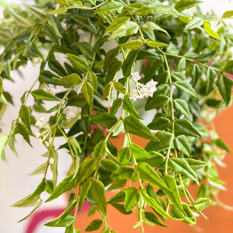 Hoya lanceolata bella - Sprouts of Bristol