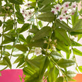 Hoya lanceolata bella - Sprouts of Bristol