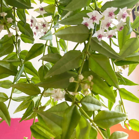 Hoya lanceolata bella - Sprouts of Bristol