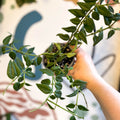 Hoya lanceolata bella - Sprouts of Bristol