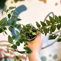 Hoya lanceolata bella - Sprouts of Bristol