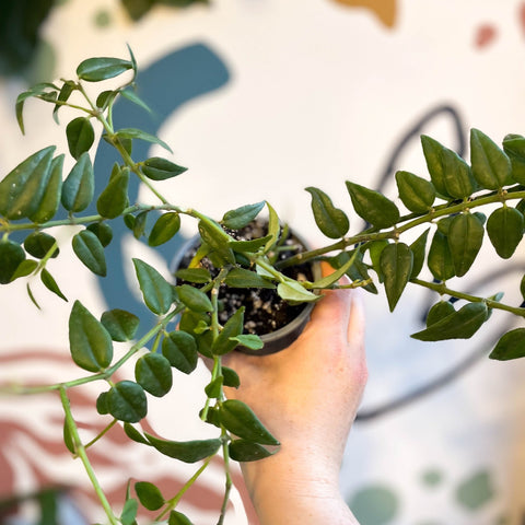 Hoya lanceolata bella - Sprouts of Bristol