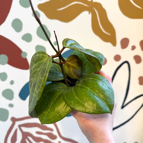 Hoya latifolia ‘Sarawak Cream’ - Sprouts of Bristol