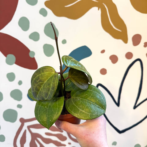 Hoya latifolia ‘Sarawak Cream’ - Sprouts of Bristol