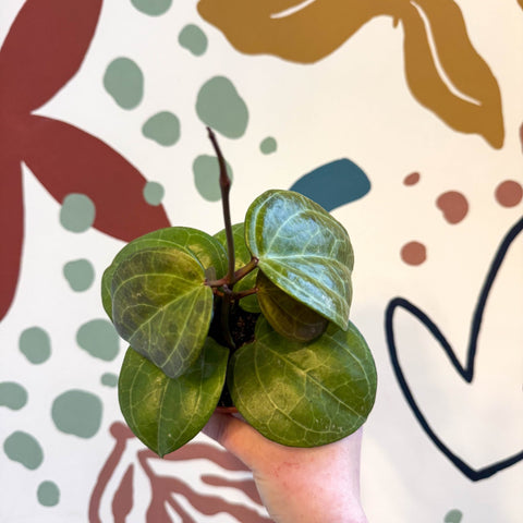 Hoya latifolia ‘Sarawak Cream’ - Sprouts of Bristol