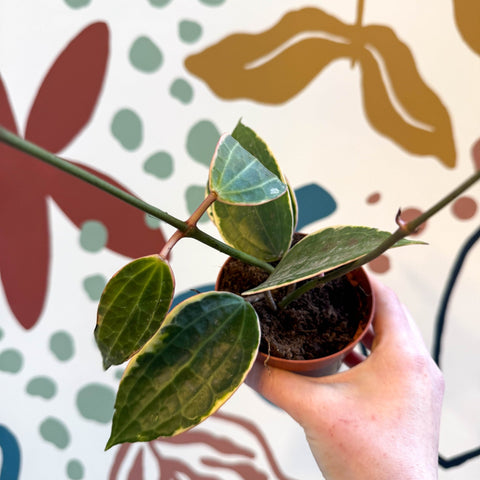 Hoya latifolia 'Variegata' - Sprouts of Bristol