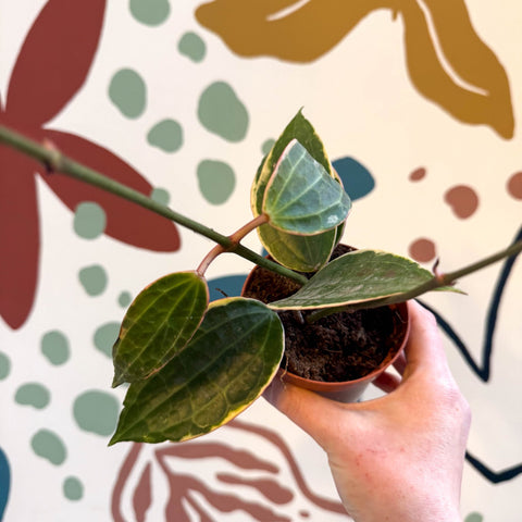 Hoya latifolia 'Variegata' – Sprouts of Bristol