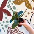 Hoya latifolia 'Variegata' - Sprouts of Bristol