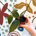 Hoya latifolia 'Variegata' - Sprouts of Bristol