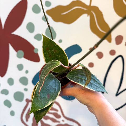 Hoya latifolia 'Variegata' - Sprouts of Bristol