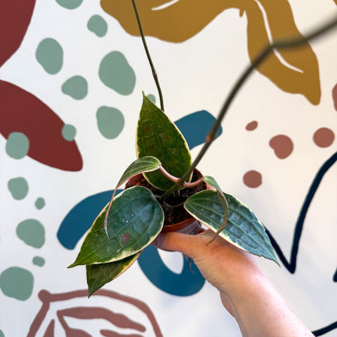 Hoya latifolia 'Variegata' - Sprouts of Bristol