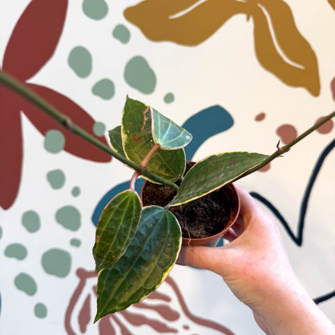 Hoya latifolia 'Variegata' - Sprouts of Bristol