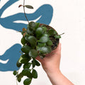 Hoya panchoi IML0228 - Sprouts of Bristol