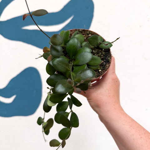 Hoya panchoi IML0228 - Sprouts of Bristol