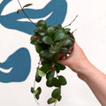 Hoya panchoi IML0228 - Sprouts of Bristol