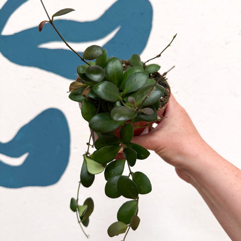 Hoya panchoi IML0228 - Sprouts of Bristol