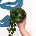 Hoya panchoi IML0228 - Sprouts of Bristol