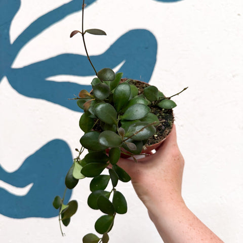 Hoya panchoi IML0228 - Sprouts of Bristol